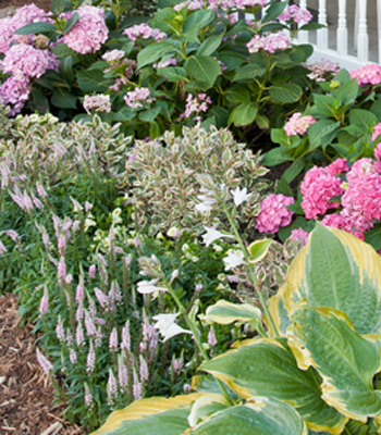 Perennial Flowers - One Gallon Pots, Sold in 6 count trays